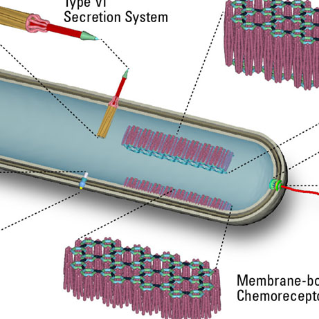 Optic Nerve - Preview