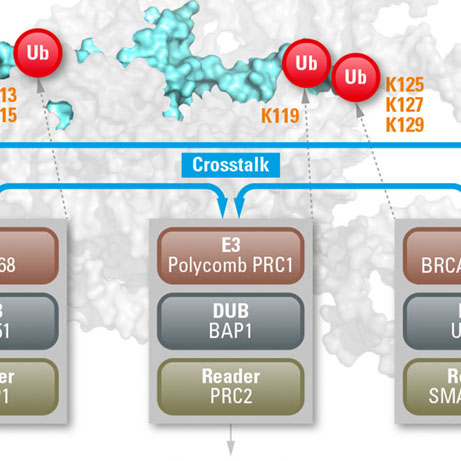 Optic Nerve - Preview