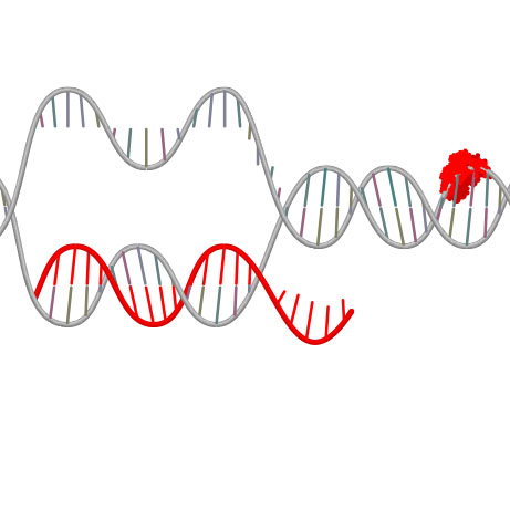 Optic Nerve - Preview