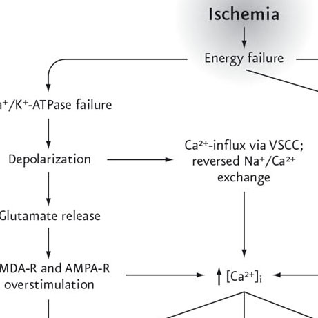 Optic Nerve - Preview