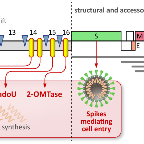Optic Nerve - Preview