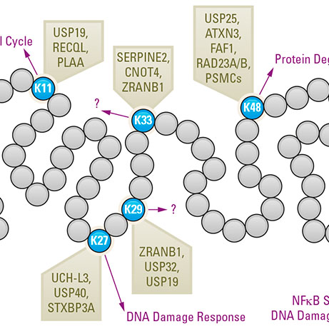 Optic Nerve - Preview